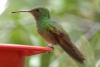 Berylline Hummingbird