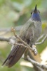 Blue-throated Hummingbird