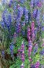 Lupines