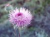 Thistle