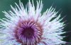 Thistle