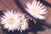 Night-blooming Cereus