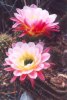 Torch Cactus