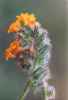 Fiddleneck