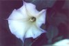 Jimson Weed