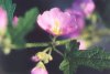 Desert Globemallow