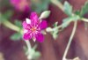 Wild Geranium