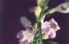 Penstemon