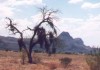 Tree with Mistletoe by Safford Peak