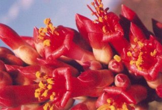 ocotillo flowers