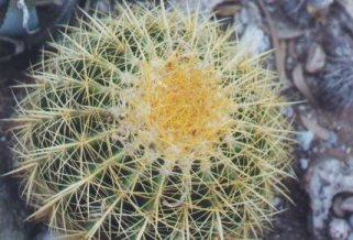 golden barrel cactus