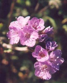 scorpionweed