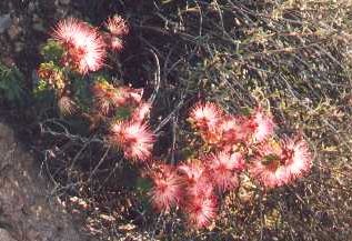 fairy duster flowers