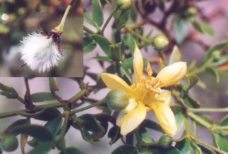 chaparral leaves, flower, seed