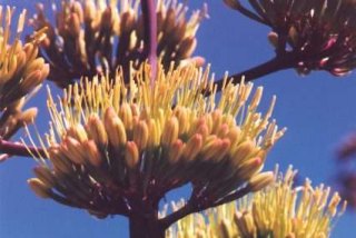 century plant flowers