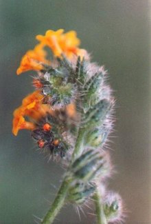 fiddleneck flowerhead