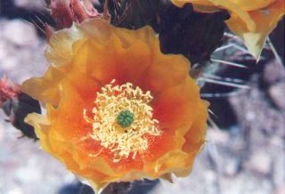 prickly pear