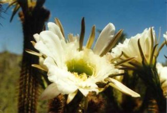 organpipe flowers