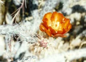 cholla flower