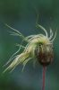 Yellow Dryad Seed Head