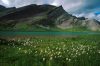 Cotton Grass