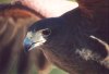 Harris Hawk